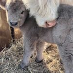 Fiona and her 2022 dun heifer calf, Flora