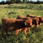 3-red-heads-3  Moo in the middle