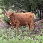 Moo at 9 years old