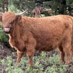Moo at 9 years old