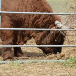 LEA Broderick, Moo&#039;s dad