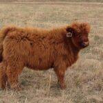 Moo as a Baby