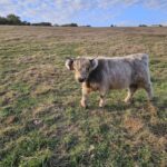 Tilly, Moo&#039;s daughter