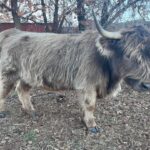 Pepper, Moo&#039;s daughter