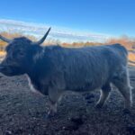 Pepper, Moo&#039;s daughter