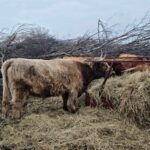 Thistle, Belles first calf from 2018, a dun cow