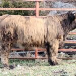 Thistles bull calf at a year old, Belle's grandson