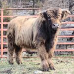 Thistles bull calf at a year old, Belle's grandson