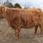 Moo at 9 years old