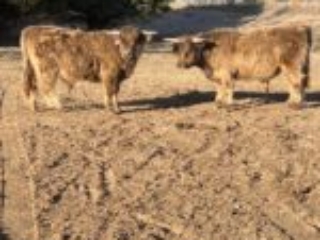 Toby on the left and Smoky on the right 4.2.2024