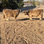 Toby on the left and Smoky on the right 4.2.2024