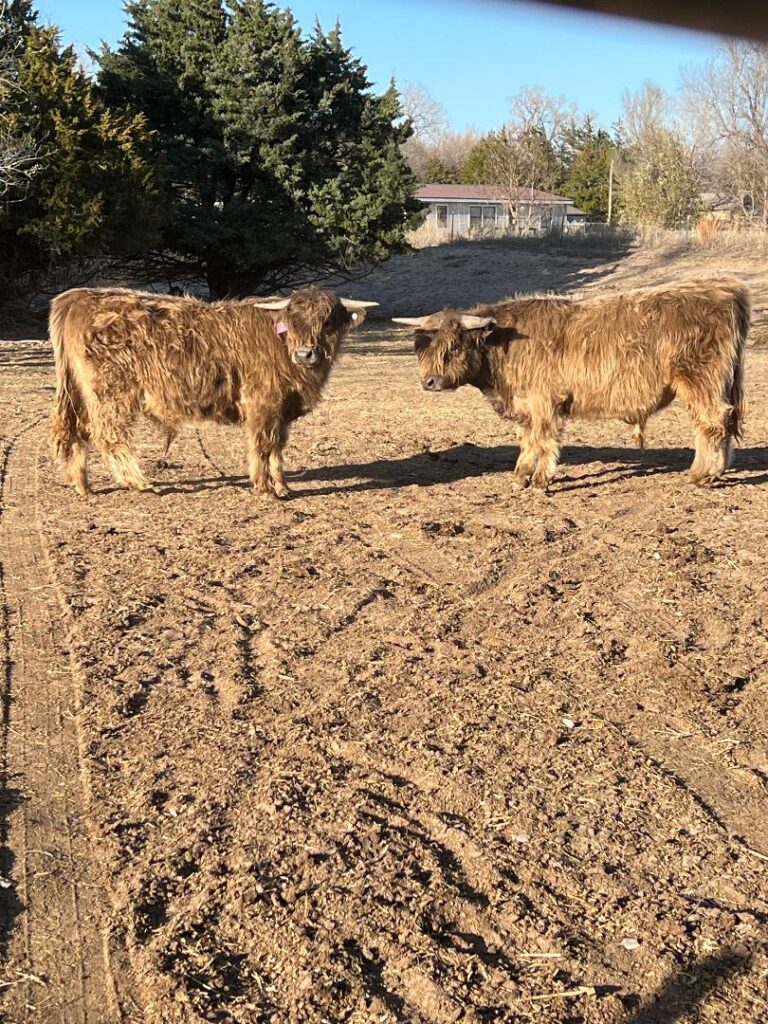 Toby on the left and Smoky on the right 4.2.2024