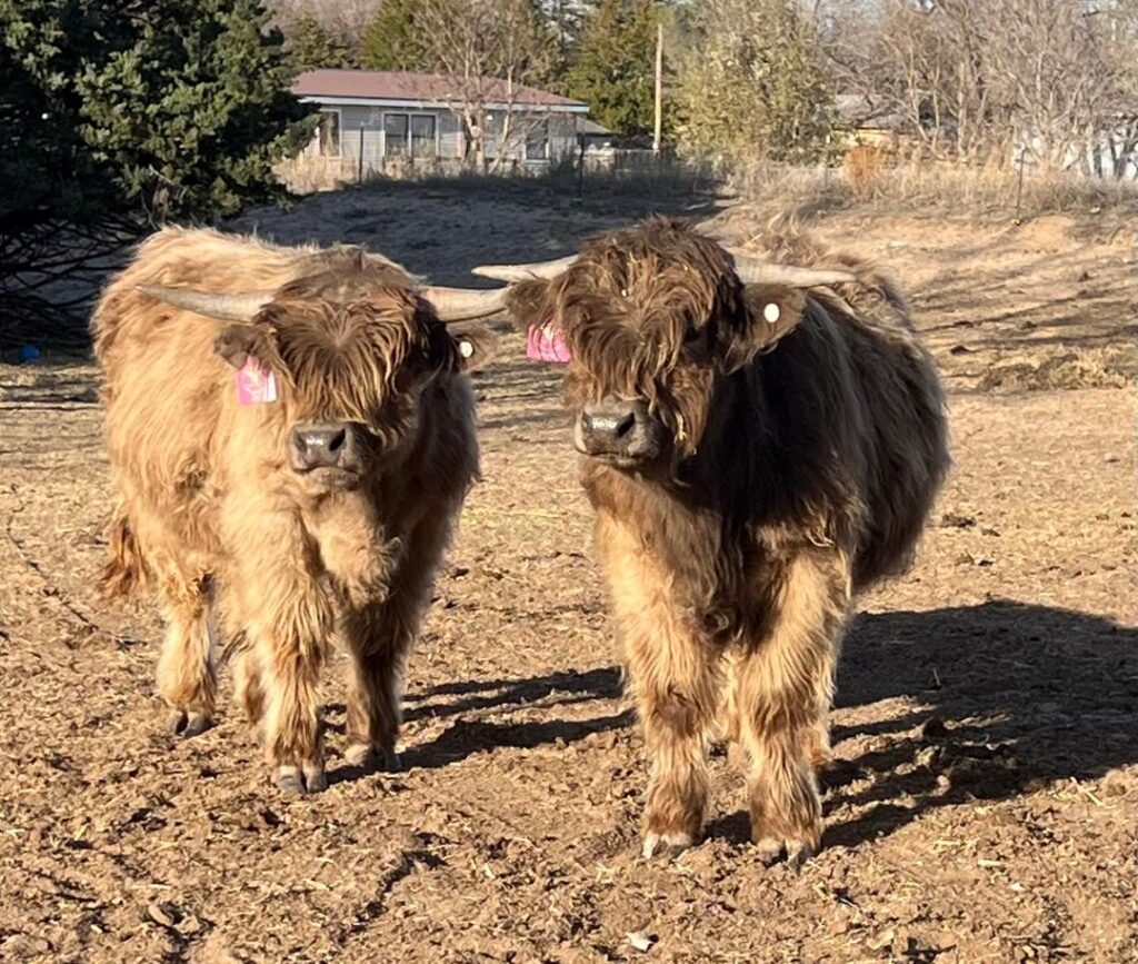 Toby on the left and Smoky on the right 4.2.2024