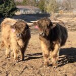 Toby on the left and Smoky on the right 4.2.2024