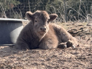 Fiona Dunn heifer at 2 weeks old
