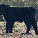 Highland Black bull calf