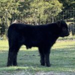 FTH Annie Oakley black bull calf