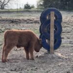 Scottish Highland brindle calf