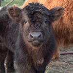Scottish Highland black bull calf
