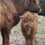 Belle and her 2025 bull calf