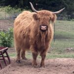 Moo at 10 years old