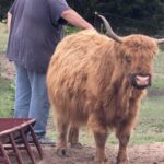 Moo at 10 years old
