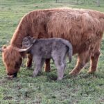 Moo at 10 years old with her dun heifer calf who is a day old