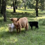 Rosie, Annie&#039;s 2021 yellow calf with her white bull calf and friend