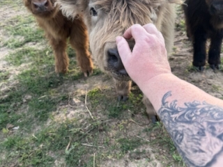 Fiona's dun heifer calf, Skye letting me pet her while her brothers watch on