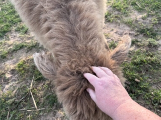 Fiona's dun heifer calf, Skye letting me pet her.