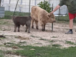 Fiona's dun heifer calf, Skye letting Jacob pet her while Lottie's calf watches her